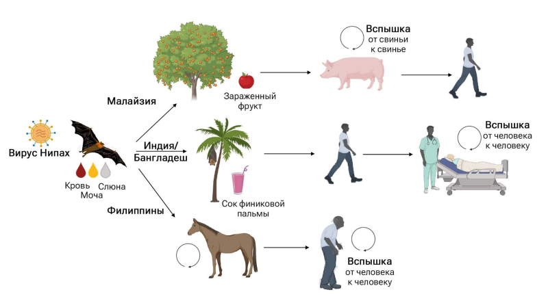 "Хуже, чем COVID". Чем опасен для России новый вирус Нипах