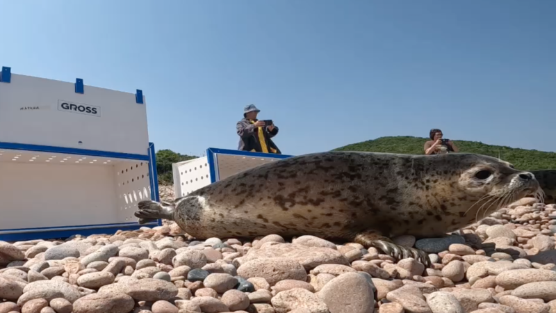 В Приморье выпустили в море четырех детенышей тюленя-ларги