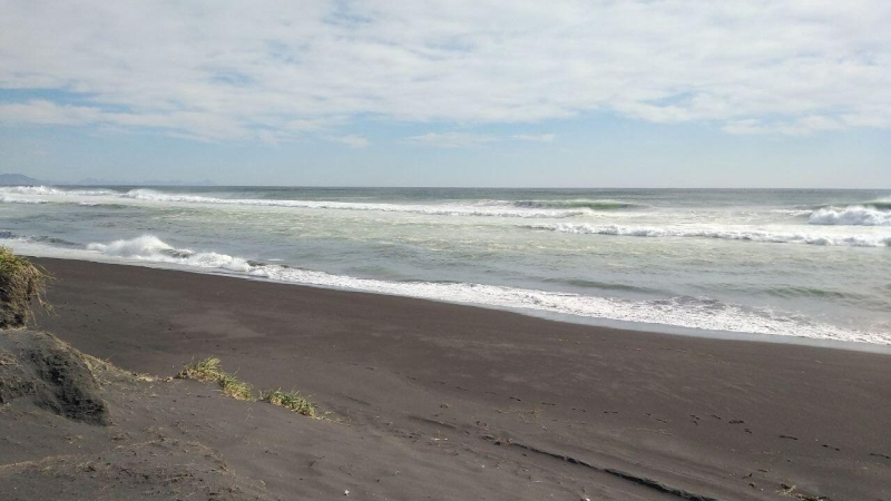 На Камчатке устанавливают причины гибели морских птиц на Халактырском пляже