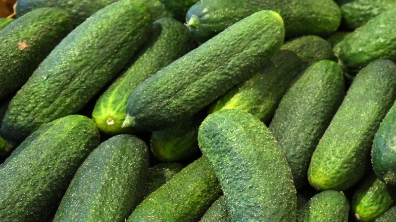 Огурцы стали самым подешевевшим с начала года продуктом