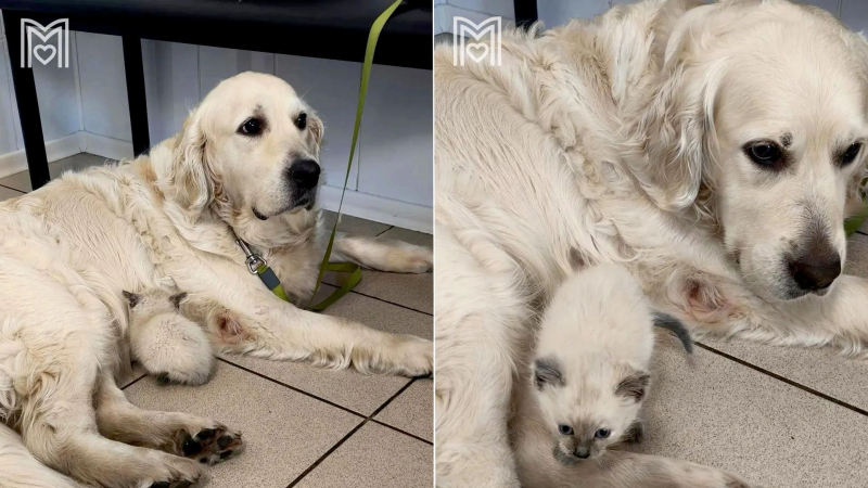 Собака из Москвы стала приемной мамой для уличного котенка