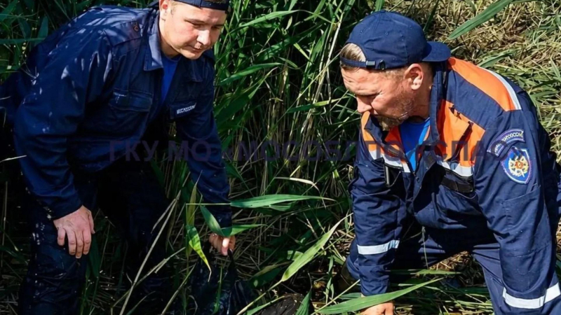 В Шатуре пенсионерку, ушедшую за грибами, нашли спустя двое суток на болоте
