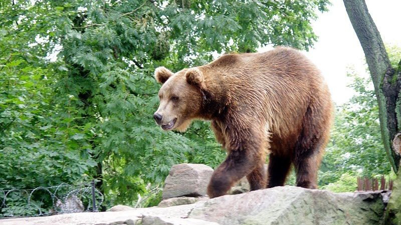 В Бурятии увеличили выплаты за отстрел опасных медведей
